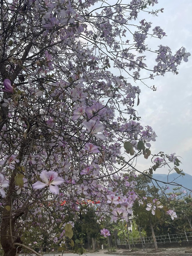Ngất ngây trước vẻ đẹp Điện Biên mùa hoa ban nở lung linh nhất trong năm - Ảnh 11.