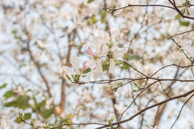 Ngất ngây trước vẻ đẹp Điện Biên mùa hoa ban nở lung linh nhất trong năm - Ảnh 8.