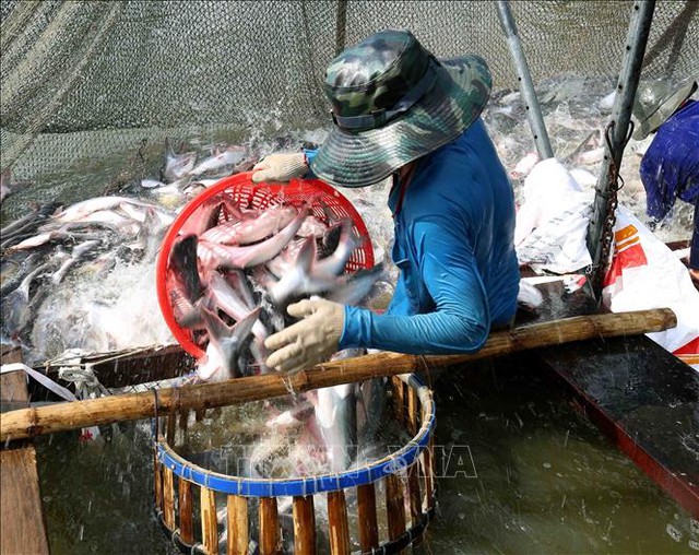 Giá cá tra tăng cao, người nuôi lãi 3.000 - 4.000 đồng/kg - Ảnh 1.