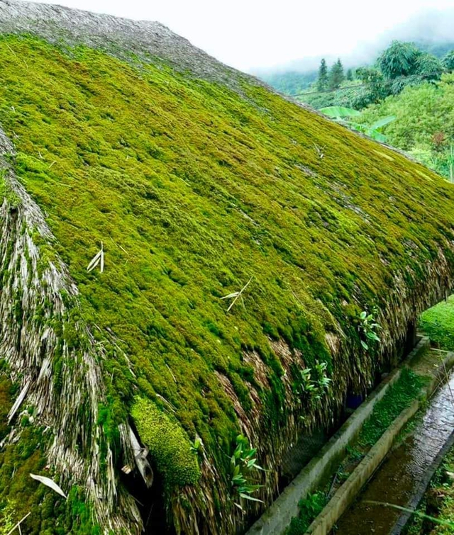 Cứ ngỡ trong truyện cổ tích nhưng những mái nhà phủ rêu ngoài đời thật lại ở ngay vùng đất gây thương nhớ của Việt Nam - Ảnh 5.