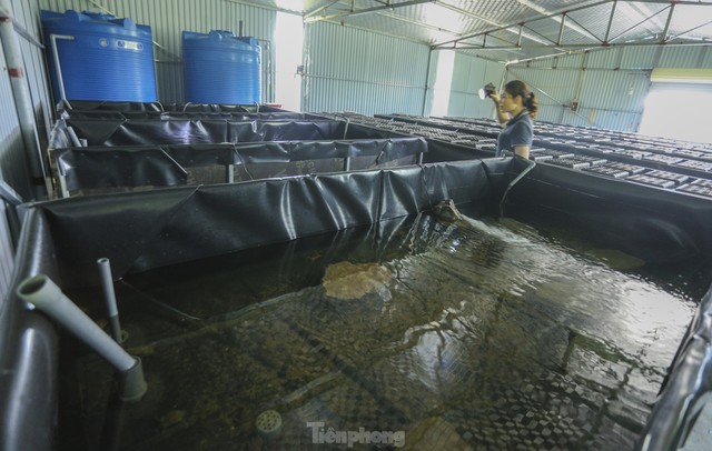 Tận thấy trại nuôi cua biển trong hộp nhựa đầu tiên ở Hà Tĩnh - Ảnh 9.
