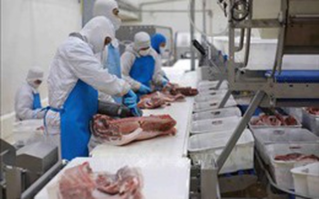 Bộ Tài chính dự báo giá lợn hơi ổn định trong thời gian tới do nguồn cung dồi dào. Ảnh: Vũ Sinh/TTXVN