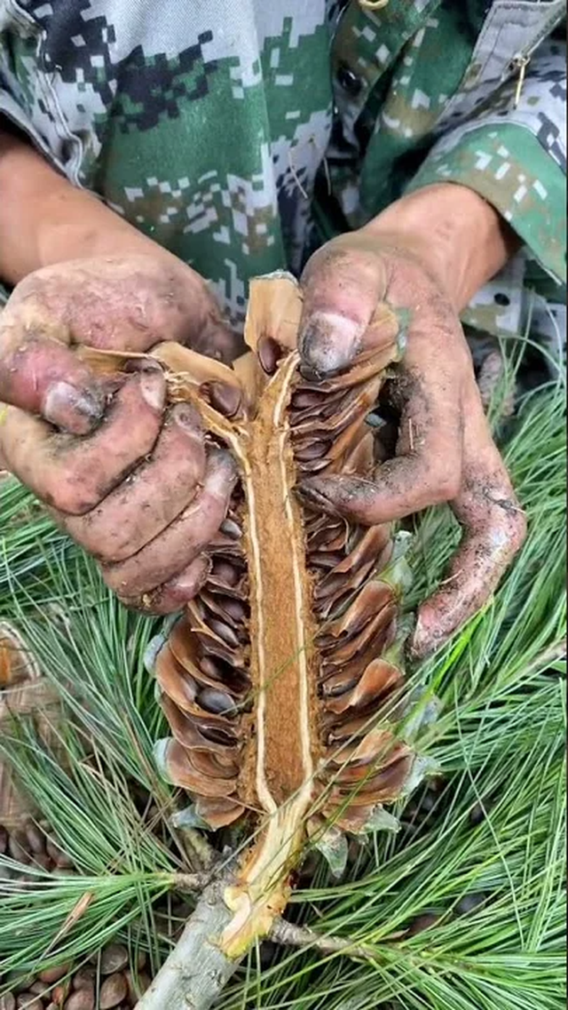 Loại hạt ở Việt Nam xưa rụng đầy gốc không ai lấy, nay lại thành đặc sản đắt đỏ cả nửa triệu/kg - Ảnh 5.