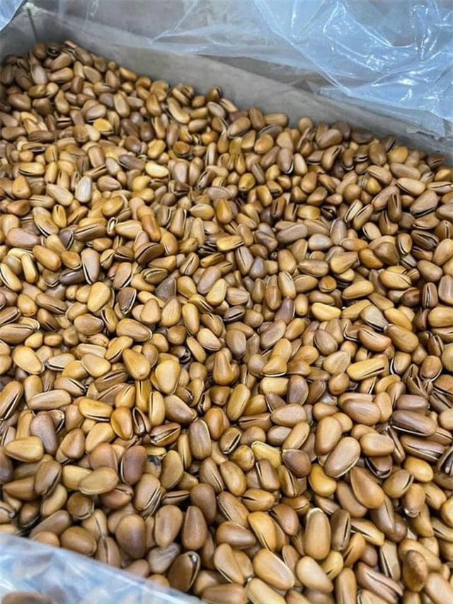 Loại hạt ở Việt Nam xưa rụng đầy gốc không ai lấy, nay lại thành đặc sản đắt đỏ cả nửa triệu/kg - Ảnh 2.