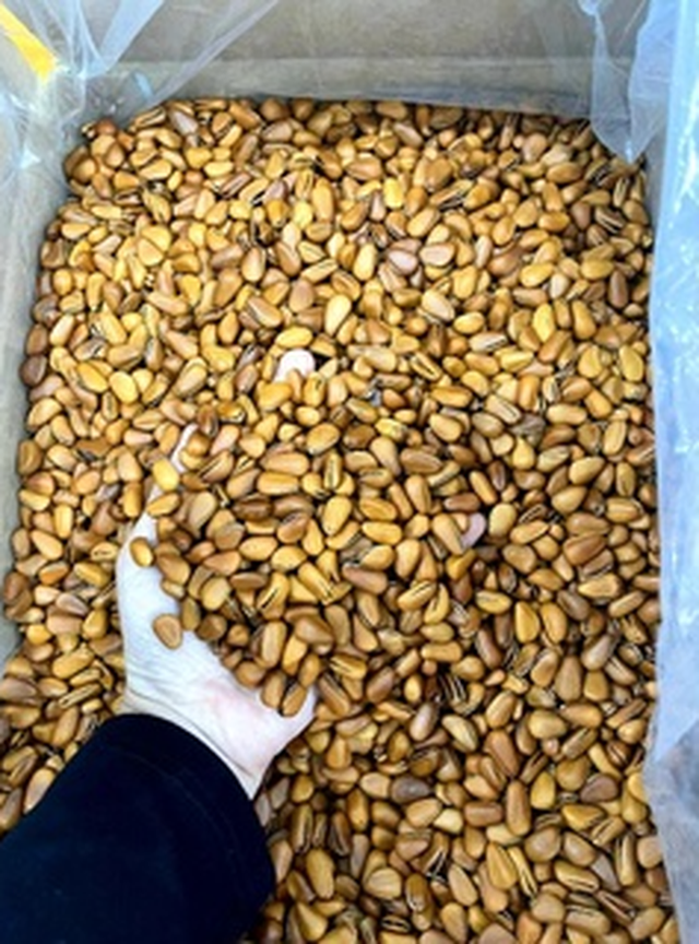 Loại hạt ở Việt Nam xưa rụng đầy gốc không ai lấy, nay lại thành đặc sản đắt đỏ cả nửa triệu/kg - Ảnh 16.
