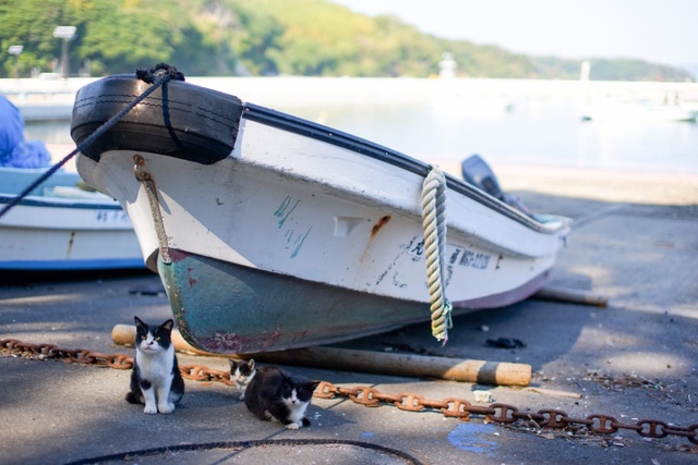 Thăm đảo Tashirojima - hòn đảo ở Nhật Bản nơi cư dân chủ yếu là... mèo - Ảnh 6.