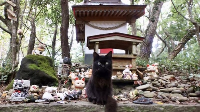 Thăm đảo Tashirojima - hòn đảo ở Nhật Bản nơi cư dân chủ yếu là... mèo - Ảnh 5.