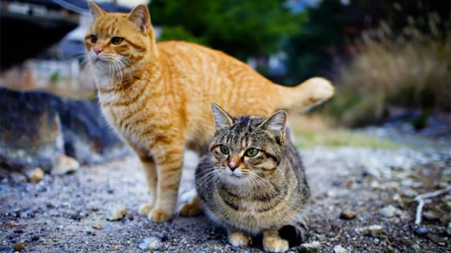 Thăm đảo Tashirojima - hòn đảo ở Nhật Bản nơi cư dân chủ yếu là... mèo - Ảnh 4.