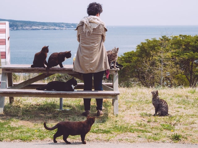 Thăm đảo Tashirojima - hòn đảo ở Nhật Bản nơi cư dân chủ yếu là... mèo - Ảnh 3.