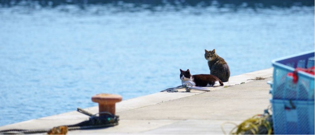 Thăm đảo Tashirojima - hòn đảo ở Nhật Bản nơi cư dân chủ yếu là... mèo - Ảnh 2.