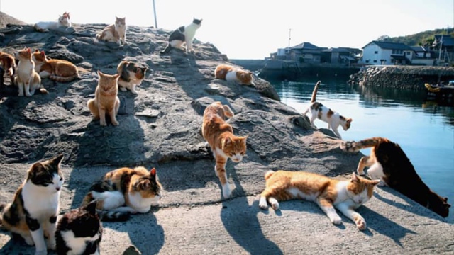 Thăm đảo Tashirojima - hòn đảo ở Nhật Bản nơi cư dân chủ yếu là... mèo - Ảnh 1.