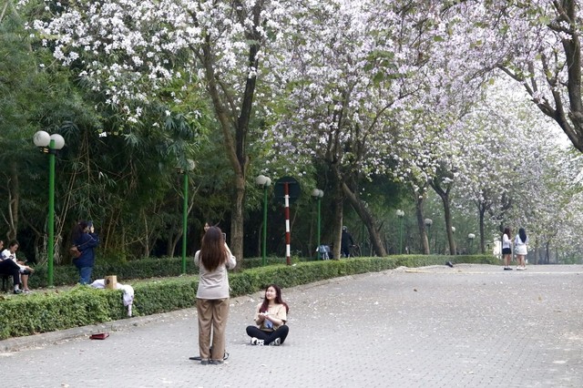 Người dân đổ xô check in trên con đường hoa ban tím tuyệt đẹp trong khu đô thị nhà giàu - Ảnh 1.