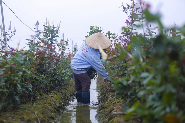 Làng hoa Mê Linh được mùa, được giá trước thềm 8/3 - Ảnh 8.