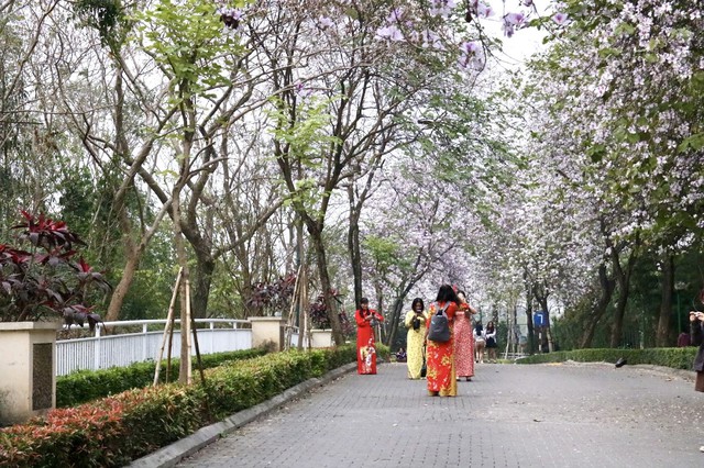 Người dân đổ xô check in trên con đường hoa ban tím tuyệt đẹp trong khu đô thị nhà giàu - Ảnh 10.
