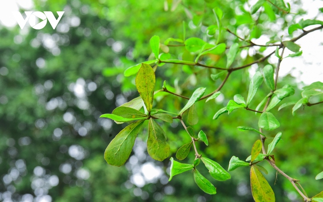 Người Hà Nội thích thú check in bên hàng cây bàng lá nhỏ xanh mơn mởn - Ảnh 13.