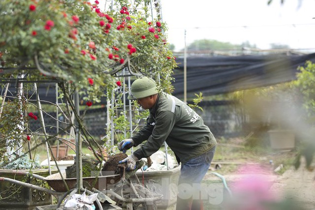 Luyện những siêu phẩm hoa hồng, nông dân Hà Nội thu về hàng trăm triệu mỗi năm - Ảnh 5.