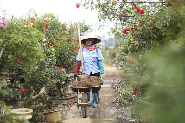 Luyện những siêu phẩm hoa hồng, nông dân Hà Nội thu về hàng trăm triệu mỗi năm - Ảnh 4.