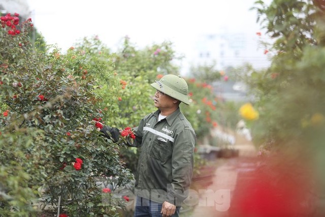 Luyện những siêu phẩm hoa hồng, nông dân Hà Nội thu về hàng trăm triệu mỗi năm - Ảnh 3.