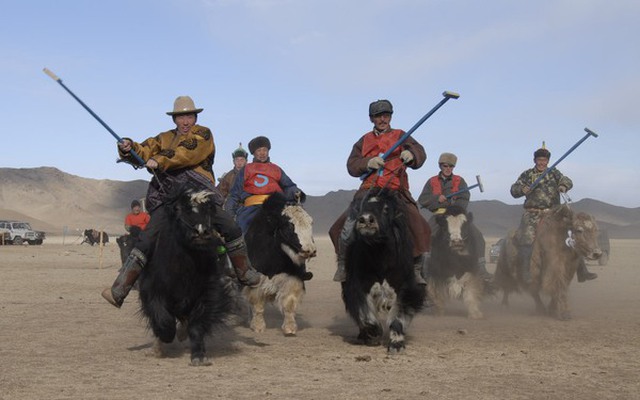 Vì sao bò Tây Tạng lại được coi là 'báu vật' của vùng cao nguyên?