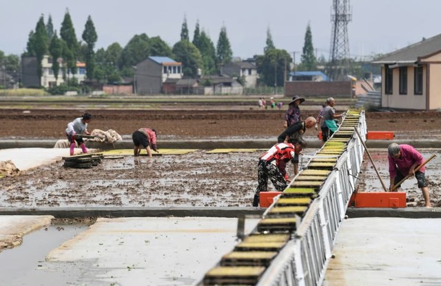 Trung Quốc "mài sắc" vũ khí để bảo vệ nền nông nghiệp, các nước xuất khẩu gạo cũng phải dè chừng