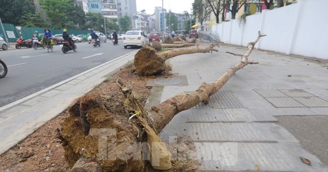 Hà Nội: Nhổ bỏ hàng cây tiền tỷ chết khô trên đường Huỳnh Thúc Kháng kéo dài