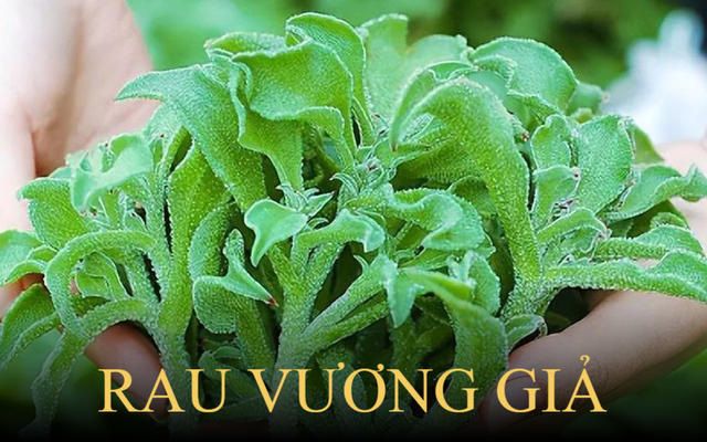 Loại rau cực lạ được người Trung Quốc mệnh danh là ‘rau vương giả’, ở Việt Nam cả trăm nghìn/ kg người sành ăn vẫn lùng đến 'cháy hàng'