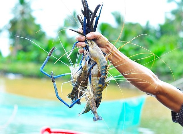 Phó Giám đốc C.P Việt Nam: Tôm Bến Tre có một đặc điểm "chưa nước nào làm được", có thể làm thương hiệu như thịt bò Kobe Nhật Bản