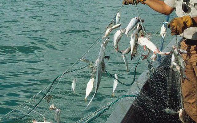 'Dùng lưới đánh cá làm thế nào để nâng được 10kg nước?' Ứng viên đáp gọn được nhận vào làm