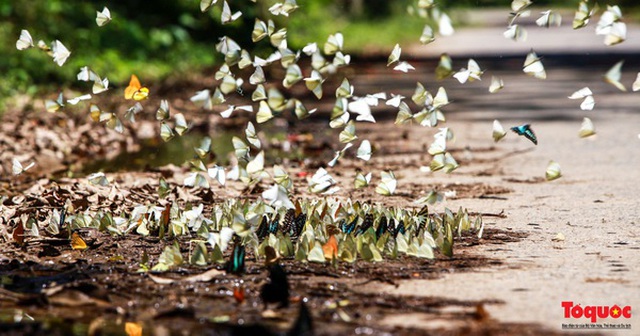 Ngỡ ngàng trước hàng vạn cánh bướm đủ sắc màu phủ khắp Vườn quốc gia Cúc Phương
