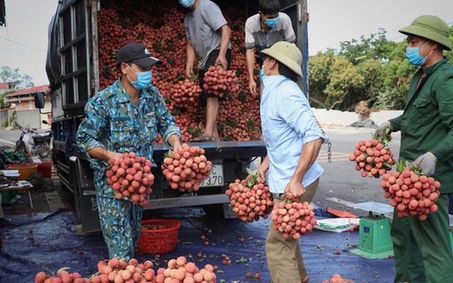 201 thương nhân Trung Quốc đăng ký mua vải thiều của Việt Nam. (Ảnh minh họa - Ảnh: TTXVN)