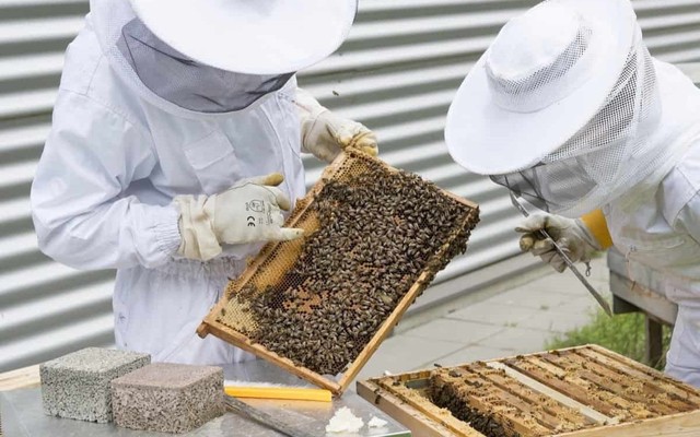 Công nghệ làm mật ong giả tinh vi đến thế nào: "Vàng thau lẫn lộn", đến hàng thương hiệu trứ danh cũng "đột tử vì hàng pha ke"