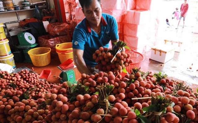 Ông lớn bán lẻ Thái Lan tính bán 300 tấn vải thiều Lục Ngạn