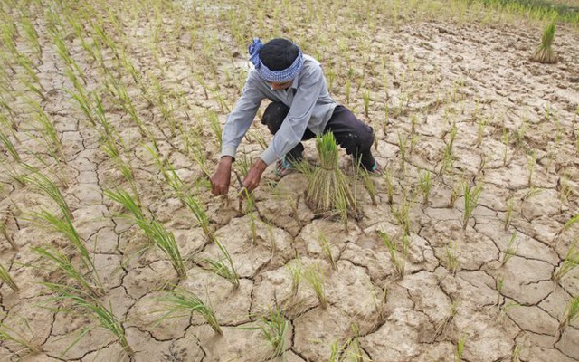 El Nino ảnh hưởng, nông dân Thái Lan được yêu cầu chỉ trồng một vụ lúa