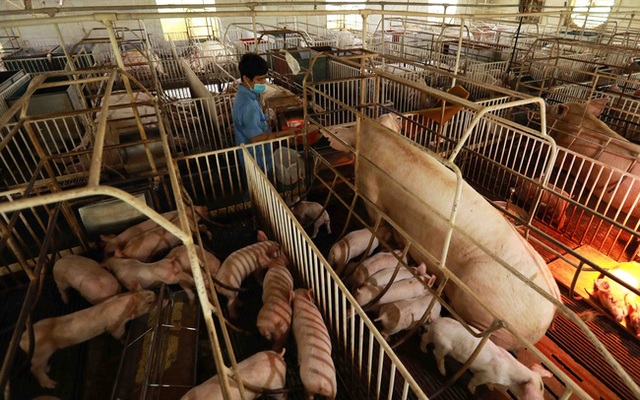 Giá lợn hơi hôm nay tăng mạnh tới 6.000 đồng/kg. (Ảnh minh họa - Ảnh: TTXVN)