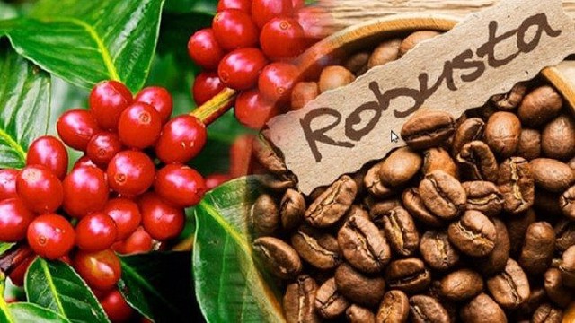 Dồn dập các tác nhân đẩy giá cà phê robusta tăng vọt