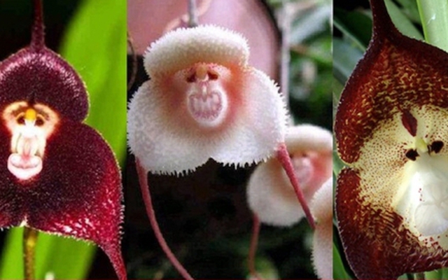 10 loại lan mặt khỉ vẫn siêu quý hiếm