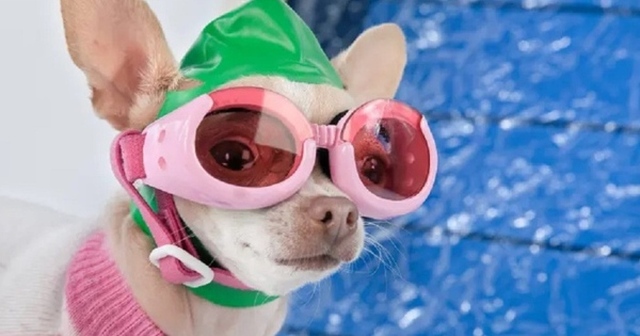Trường dạy bơi cho chó giá 300 USD một buổi có gì đặc biệt?