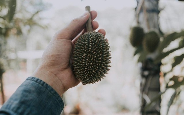 Loại quả nhan nhản chợ Việt cháy hàng tại Trung Quốc, nông dân ôm mộng kiếm tiền lăn xả vào vườn nhưng “hụt hẫng” vì quá gian nan