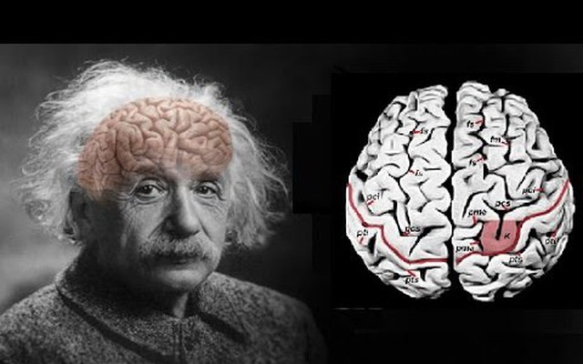 Nghiên cứu thói quen của 16 thiên tài tiết lộ 2 điểm chung của những bộ não xuất chúng: Ngủ đủ giấc cực quan trọng