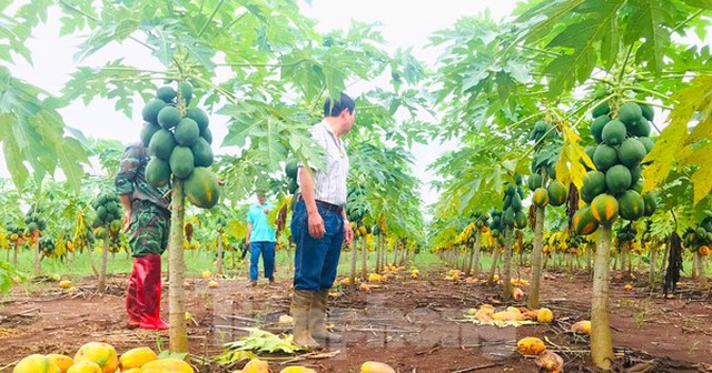 Thông tin mới vụ doanh nghiệp 'bùng hàng' nghìn tấn đu đủ