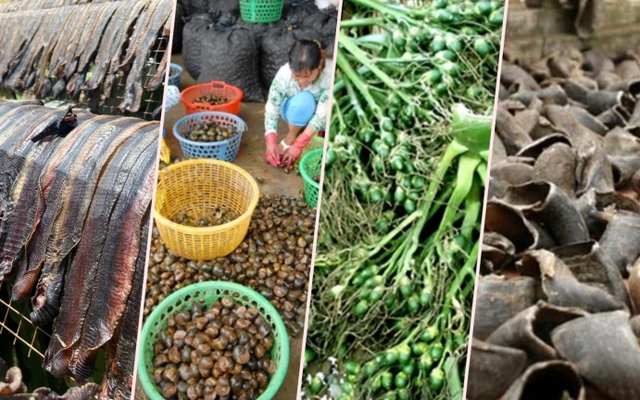 Trước giun đất, thương lái Trung Quốc thu gom kỳ lạ, tạo cơn sốt ảo ở Việt Nam thế nào?