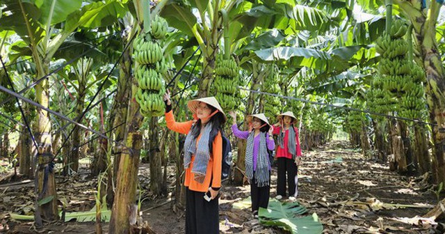 Có một "thủ phủ" trái cây khách du lịch ít biết ở Đồng Nai