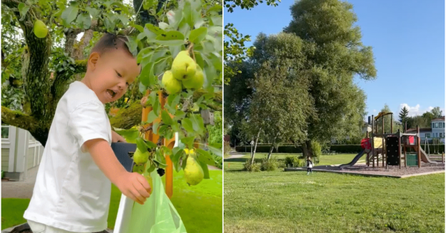 Vườn nhà bố mẹ chồng Hồ Ngọc Hà ở Thụy Điển: Cây ăn trái trĩu cành, Leon - Lisa tha hồ hái quả