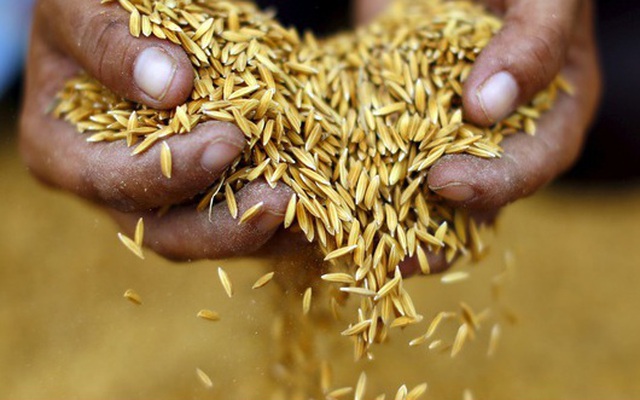 Thái Lan sẽ không hạn chế xuất khẩu gạo