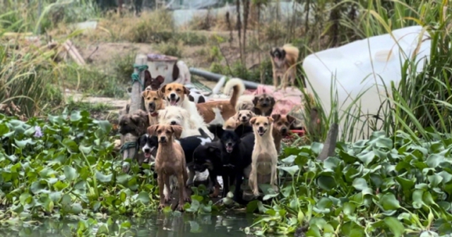 Người phụ nữ thuê trọn hòn đảo, giấu gia đình một mình nuôi hơn 200 chú chó lang thang