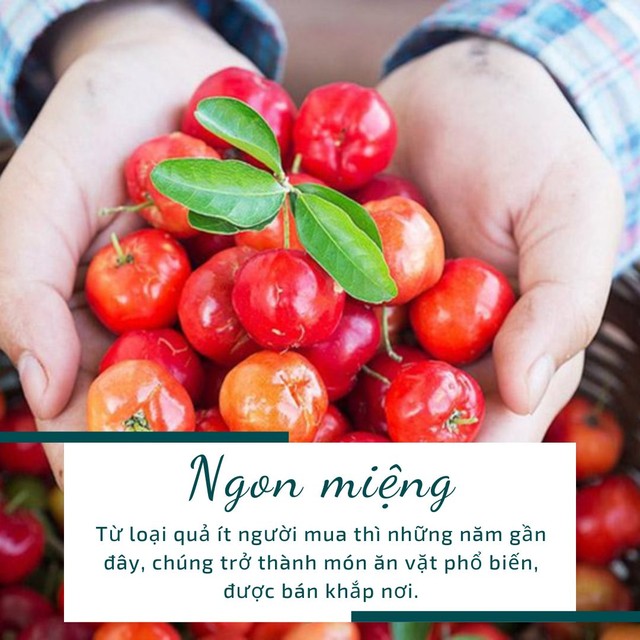 Loại quả dân dã là &quot;vua vitamin C&quot;, ở chợ Việt chỉ bán bèo bọt, nhưng được người Nhật ưa thích - Ảnh 3.