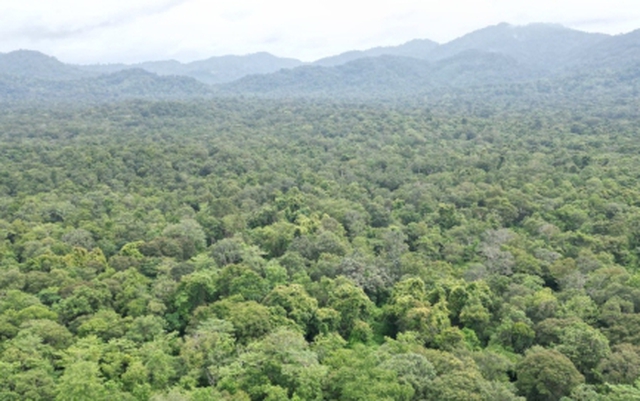 Bình Thuận bỏ hơn 600 ha rừng làm hồ thuỷ lợi