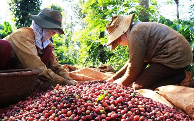 Giá cà phê Việt Nam tăng cao nhất trong 30 năm qua