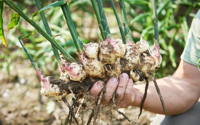 Loại củ là ‘thuốc chữa ung thư tự nhiên’ giá rẻ, cải thiện tuần hoàn máu cực tốt: Dễ dàng mua ở chợ Việt