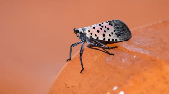 Loài côn trùng "spotted lanternfly” đang khiến New York đau đầu. Ảnh: Tayfun Coskun | Anadolu Agency | Getty Images